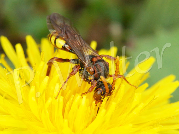 Bild: wahrscheinlich die Dreifarbige Wespenbiene, Nomada flava, ein Weibchen am Löwenzahn