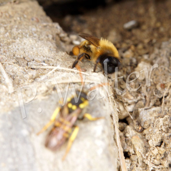 Bild: Nomada goodeniana, Wespenbiene, Weibchen lauert vor einem Sandbienennistloch