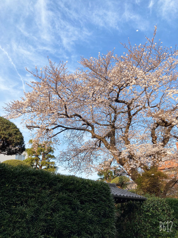 近所の桜…昨日の夕方の写真です。でも今朝は満開になっていました！