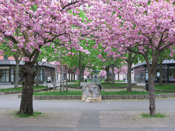 Jedes Frühjahr tauchen Kirschbäume die Hellersdorfer Promenade in ein rosa Blütenmeer.