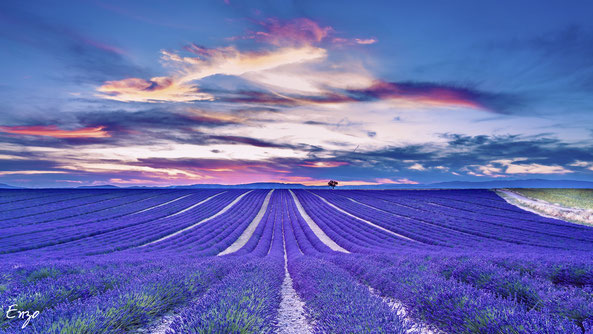 Plateau de Valensole - Champs de lavande en été