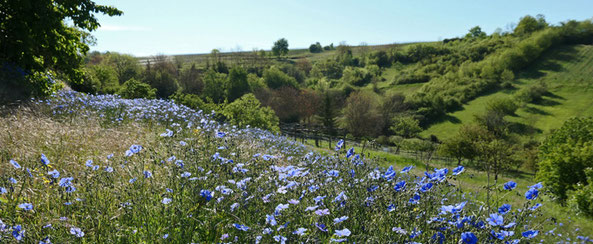 Blühender Lein im historischen Weinberg in Rauenberg, Foto: A. Treffer