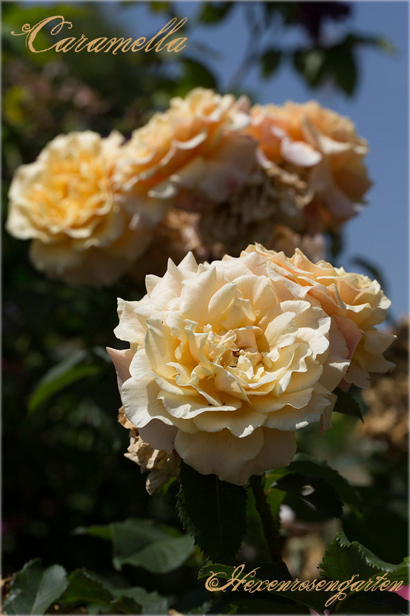 Rosen Rosenblog Hexenrosengarten Kordes Strauchrose abricot Caramella Rosiger Adventskalender