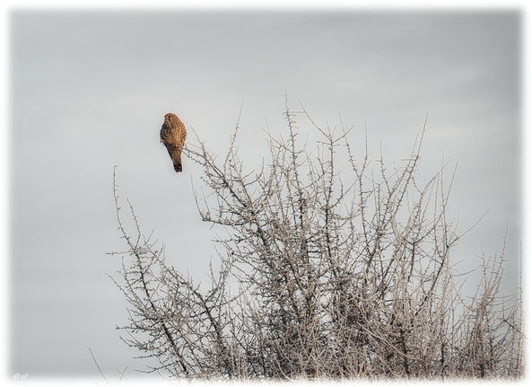 Der Falke