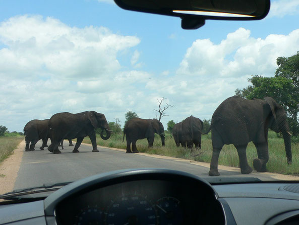 Tiere haben Vorfahrt, grosse ganz besonders