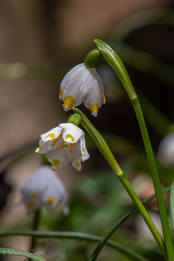 Campanellino (Leucojum vernum) Appennino Tosco-Romagnolo.