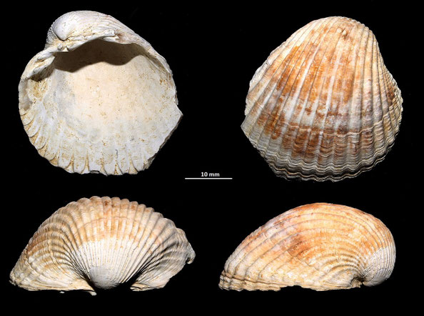 Acanthocardia tuberculata, Macchia della Turchina (Monteromano, VT)