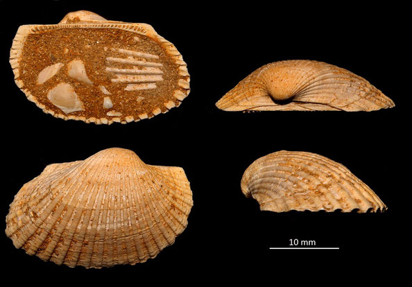 Anadara girondica, Miocene dell'Aquitania
