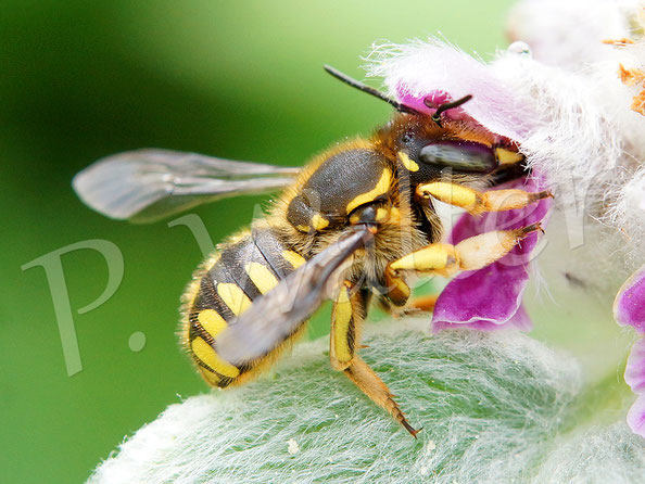 Bild: Garten-Wollbiene, Anthidium manicatum, Weibchen, Blüte des Byzantinischer Woll-Ziest, Stachys byzantina, Megachilidae, Wildbiene, Wildbienen, solitary bee, wildbee