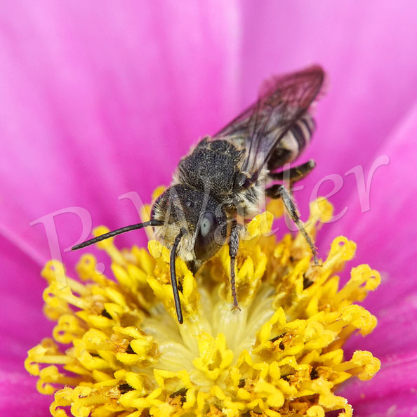 Bild: Kegelbiene, Coelioxys aurolimbata, Männchen an einer Cosmee, Cosmea, Kosmee