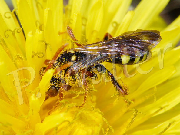 Bild: eine Wespenbiene, Nomada spec., am Löwenzahn