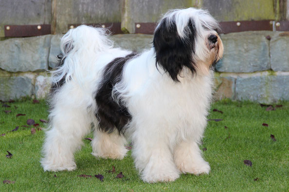 Tibet Terrier Rüde, weiss-schwarz