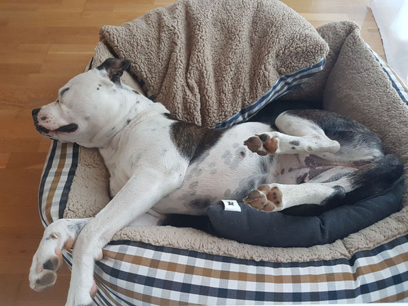 Treue Hundepfoten, mobile Hundeschule in Wäschenbeuren, Ebersbach/Fils, Kreis Göppingen, Individuelles Einzeltraining, Entspannung, Alltagstraining