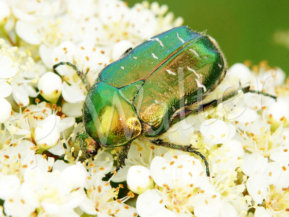 Bild: Goldglänzender oder Gemeiner Rosenkäfer, Cetonia aurata, Cetoniinae, Blatthornkäfer, Scarabaeidae, Käfer, Coleoptera, Blüte, Feuerdorn, Pyracantha