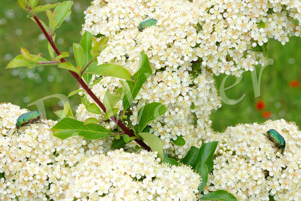 Bild: Goldglänzender oder Gemeiner Rosenkäfer, Cetonia aurata, Cetoniinae, Blatthornkäfer, Scarabaeidae, Käfer, Coleoptera, Blüte, Feuerdorn, Pyracantha