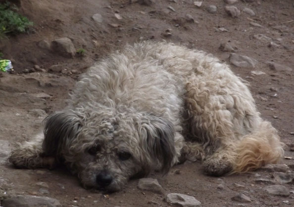 Dog in Huancavelica.