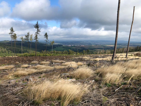 Kahlschlag östlich vom Sandplacken im Hochtaunus