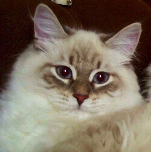 Chloe Mur Amur di Sinfonia Felina