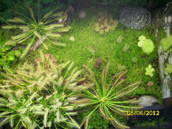 Auf der rechten Seite war ein toller grüner Teppich gewachsen und die Zwergdroseras haben sich mithilfe ihrer Brutschuppen vermehrt (drosera scorpiodes, drosera roseana). Auch die Fettkräuter hatten kleine Ableger gebildet