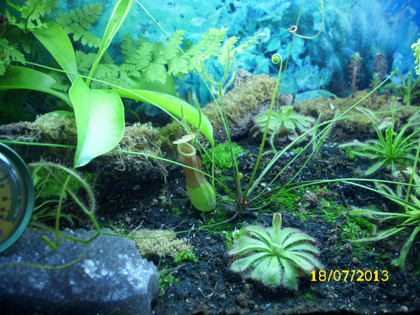 Die Kannenpflanze hinten und der Farn wachsen prächtig. Auch die drosera binata mit ihren langen Fangblättern bildet stets neue Fallen aus. Dazwischen gedeihen drosera aliciae & drosera capensis (rechter Rand)