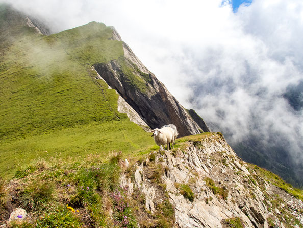 Die Schafe finden die satte Wiese auf der einen Seite der Bretterwandspitze auch super.