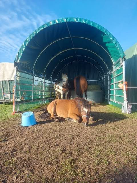 Ort der Behandlung - reittherapie-bremer Lützow