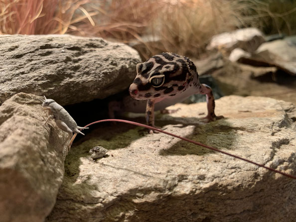 Leopardgecko jagd Grille Steine Terrarium Einrichtung