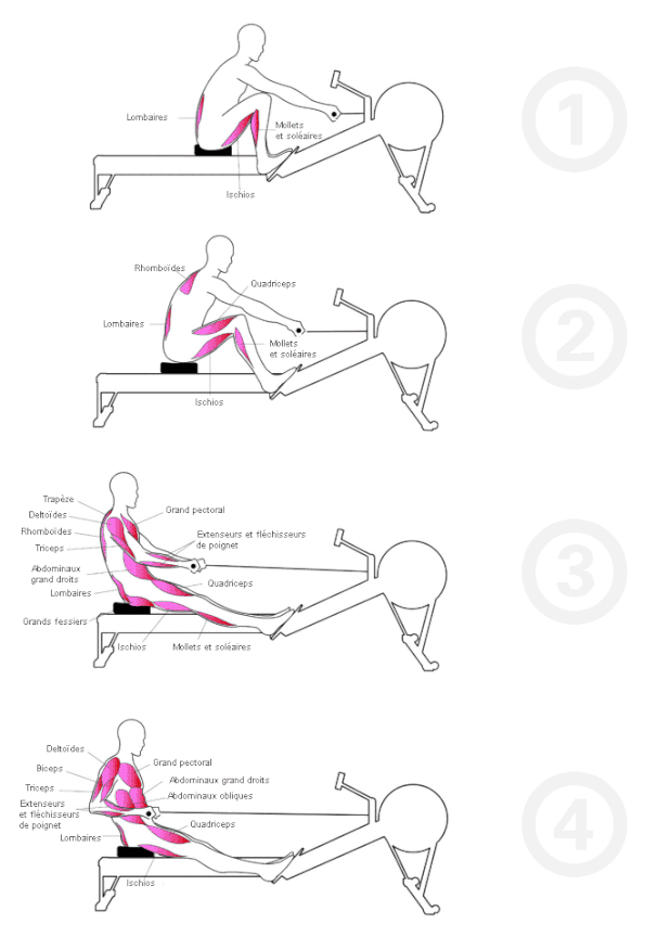 Source : http://www.concept2.fr/entrainement-fitness/technique-rameur/groupes-musculaires.php