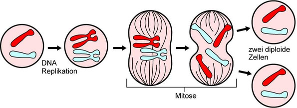 Die Hauptereignise der Mitose (Q: Wikipedia)
