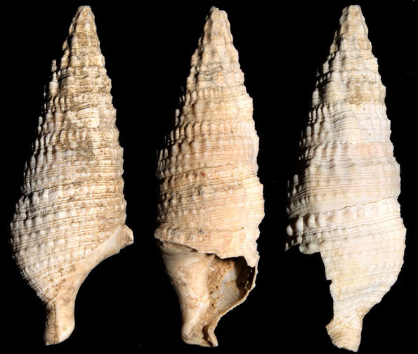 Cerithium crenatum, Macchia della Turchina (Monteromano, VT)