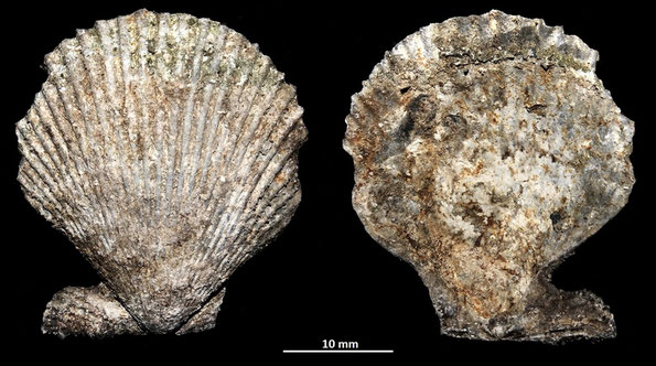 Chlamys varia, Macchia della Turchina (Monteromano, VT)