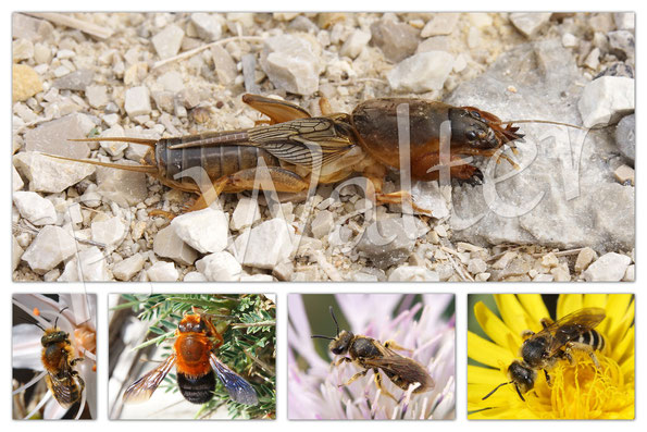März 2016 : Maulwurfsgrille und diverse Wildbienen auf Mallorca