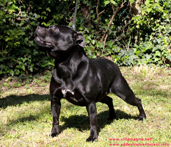 Manly - Staffordshire bull terrier 3 anni