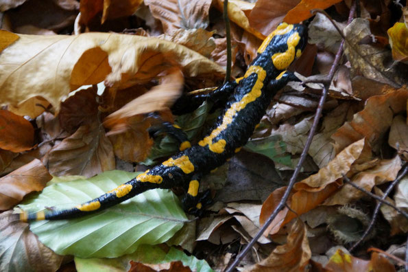  der leuchtend gelb gefleckte Feuersalamander, trägt seine Warnfarbe als Schutz ( Foto: L. Schneider - Schrammsteingebiet)