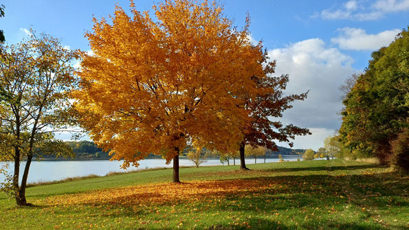 herbstglühen an der Talsperre Pöhl, dem vogtländischen Meer (Foto: W. Roth, 13.10.2025)