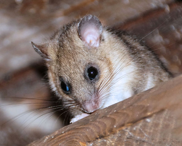 neugieriger Bilch (Siebenschläfer) im Lifthäuschen in der Sächsischen Schweiz, Foto: L. Schneider