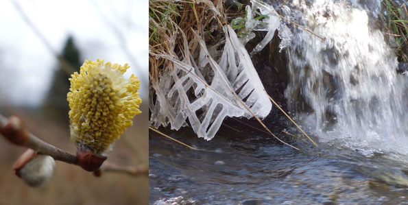 der Frühling kämpft gegen den alternden Winter...