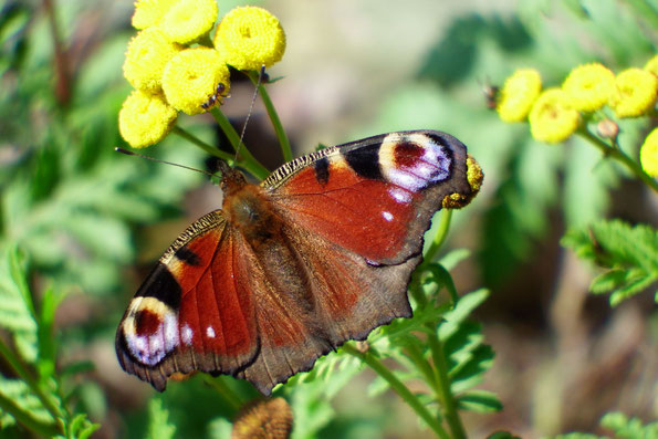 herrlicher Schmetterling im spätsommerlichen Licht ( Foto: W. Roth )