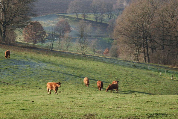 winterliches Vogtland im Friesenbachtal bei Reichenbach, 08.12.2020 (Foto: W. Roth)