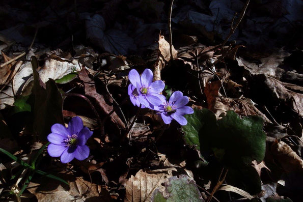 in Pirk am "Stillen Plätzchen" - volle Leberblümchenblüte 