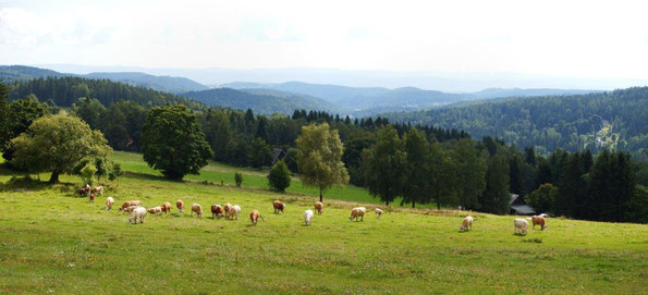 Panorama vom Havravi vrch 841m (Rabenberg)