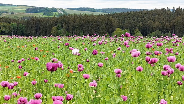 ein blühendes Mohnfeld, entdeckt bei Buchwald im Vogtland, Foto: R. Dietzsch 