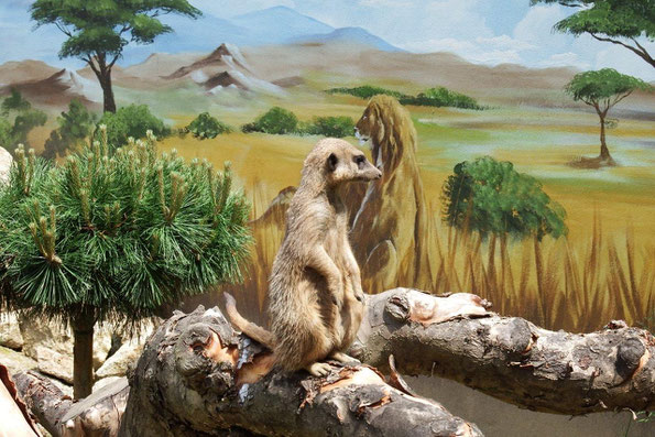 Wo gibt es Afrika Feeling trotz Corona?!  Bei den Erdmännchen im Tierpark Klingenthal (Foto: W.Roth)