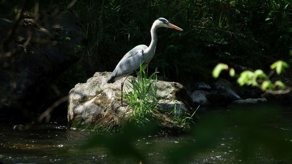 ein Reiher auf der Lauer, beobachtet am Fluss Weiße Elster von W. Roth