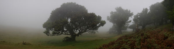 als Reisen noch möglich war: Lorbeerwald am Lagoa do Fanal auf Madeira (Foto: Schumi)