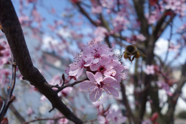 es gibt sie noch, fleißige Bienen in der Stadt!