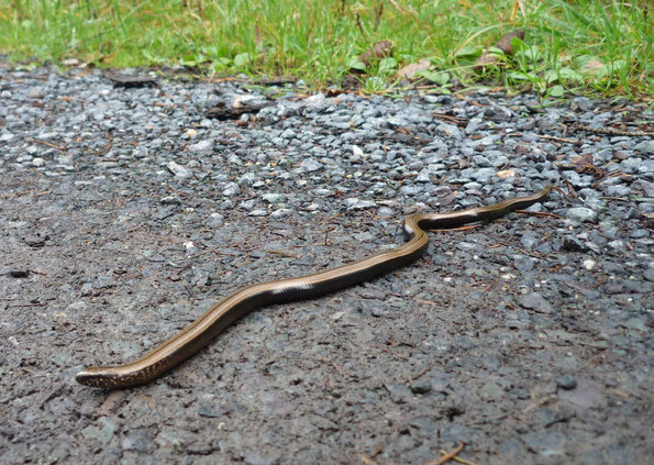 kleine Blindschleiche vor Kälte erstarrt, gesehen im Rehauer Forst, 06.10.2024