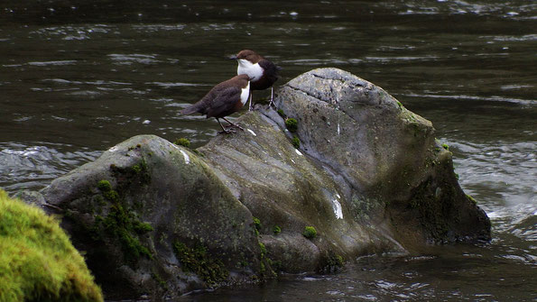Wasseramseln im Steinicht - Flusstal der Weißen Elster ( Foto: W. Roth, 09.01.2025 )