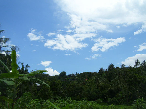 Landschaft mit tropischen Pflanzen unter blau- weißem Himmel