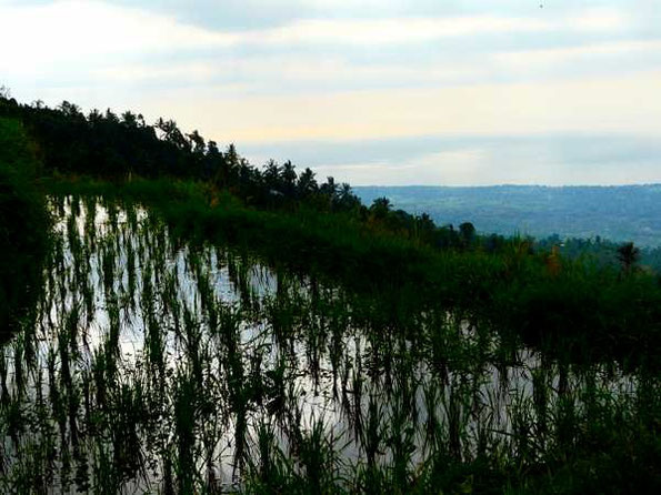 Himmelsspiegelndes Reisfeld